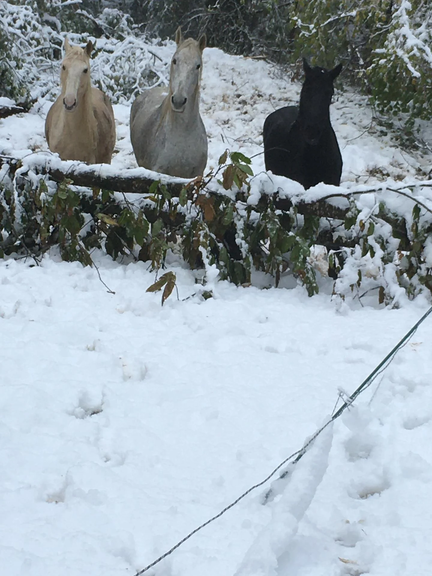 Haras de l escaladieu
